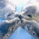 ﹕ bubbly !  ₊ ˚