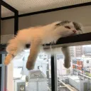 ✩‧⁺˖☾•𝐄𝐞𝐩𝐲 𝐂𝐚𝐭-𝐟𝐞•☽˖⁺✩☕💤 discord icon