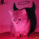 🎃✩‧⁺˖☾•𝐄𝐞𝐩𝐲 𝐂𝐚𝐭-𝐟𝐞•☽˖⁺✩☕💤 discord icon