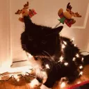 ✩‧⁺˖☾•𝐄𝐞𝐩𝐲 𝐂𝐚𝐭-𝐟𝐞•☽˖⁺✩𝟏𝟔+☕💤 discord icon