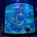 🪼  。the aquarium .ᐟ