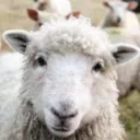 I Love Ewe
