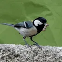 네스트