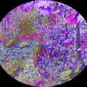 Faegrove