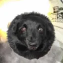 WafflzCord