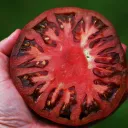Puget Sound Gardening