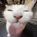/bleh