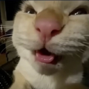 @/i love cats trade♡ ..