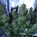 Grow Citizen (18+)