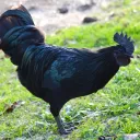 Black0x Discord server icon