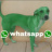 whatsapp dog
