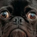 Serveur de Petit chien
