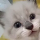 RAHHHH