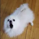 BARK