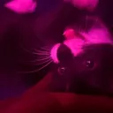 Lelo the cat server i guess