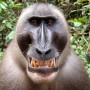 Monkeys Opps server icon