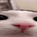 😼cat-cool — мониторинг Discord сервера, статистика и рейтинг