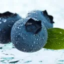 Blueberry Lounge