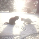 𝓬𝓸𝓬𝓸𝓷𝓾𝓽𝓫𝓪𝓻𝓼 Discord server icon