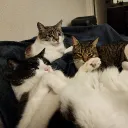 MimiBlueOsa