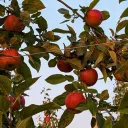 the lovely orchard ~ (*´▽`*)