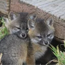 The Fox Den
