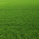 Grass