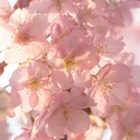 Blossoms ❀
