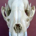 The Skulldogs Empire