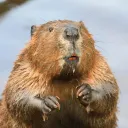 Beaver Gang