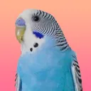 The Aviary