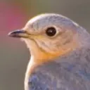 BIRD Enthusiasts!