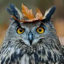 BIRD Enthusiasts!