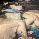Husky Wusskies