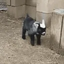 kambings 🐐
