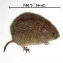 Рязань