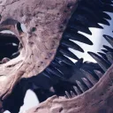 𓅾. 𝗣𝗥𝗘𝗛𝗜𝗦𝗧𝗢𝗥𝗜𝗔 .𓅾