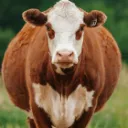 Cow LFG Server