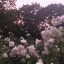 ♡‧₊˚ 너같이 예쁜 꽃밭 。