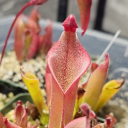 Discord Carnivorous Plant Society