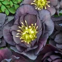 The Brior Patch