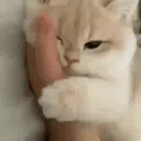 rawr