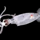 The Cephalopod Research Network