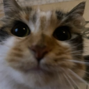 🎀 Politically Silly v3 🎀 Discord server icon