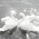 DTI SWAN ✧.*