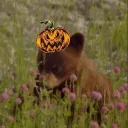 ₊˚⊹꒷🎃𝘽𝙚𝙖𝙧𝙮 𝙎𝙤𝙘𝙞𝙖𝙡/K2B🎃₊˚⊹꒷