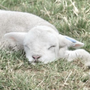 Discovery icon for DumSavyy's Haven Discord server