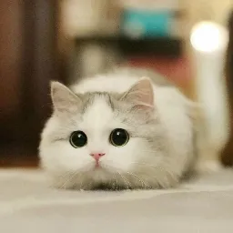 •°|▪Chatting cats▪|°• — мониторинг Discord сервера, статистика и рейтинг