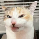 zaptor's offsite emote server THREE