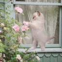 ˗ˏˋ 𝐥𝐢𝐳𝐳𝐢𝐞𝐬 𝐟𝐥𝐨𝐰𝐞𝐫 𝐟𝐢𝐞𝐥𝐝! ´ˎ˗